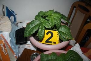 Slika Droga/Crikv-konoplja (1).JPG